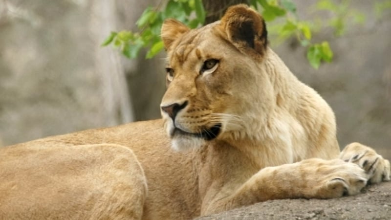 Three lions die at zoo as Japan swelters in extreme heat