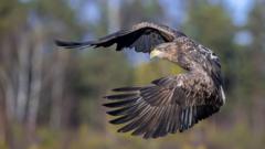 Young white-tailed eagles released on Exmoor