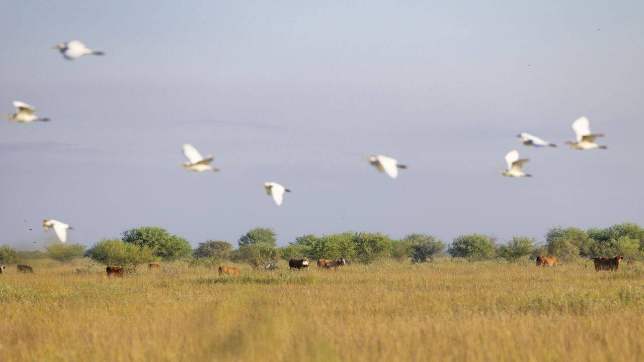 Texas ranching family protects 6,409 acres in $8.863m conservation deal