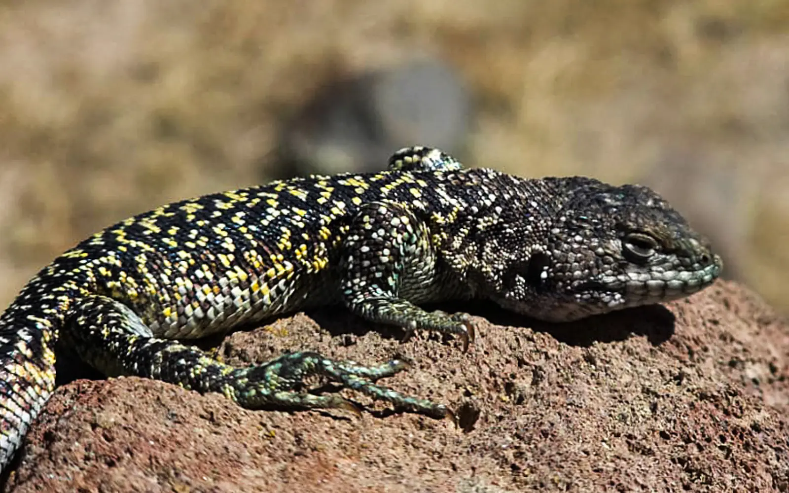 New lizard species discovered in Peru