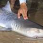 Tiger shark caught off Massachusetts could be sign of warming waters