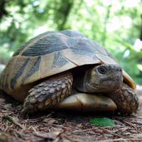 Manager verlangen mehr Resilienz von ihren Mitarbeitern. Doch Menschen sind weder Schildkröten
