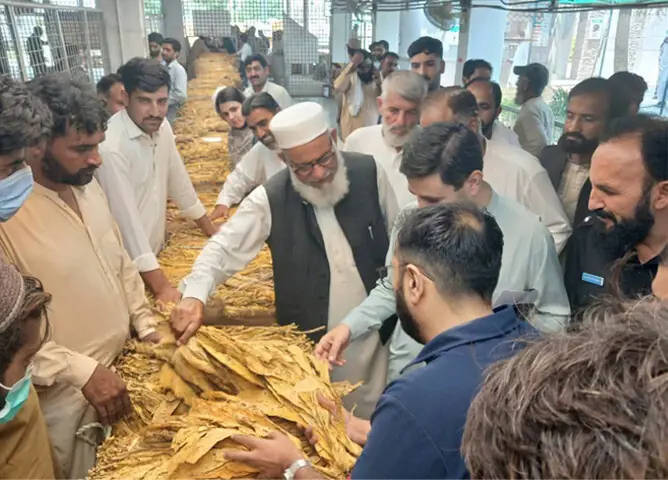Growers suffer as tobacco prices crash