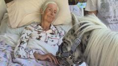 Horse lover's final wish fulfilled with pony visit