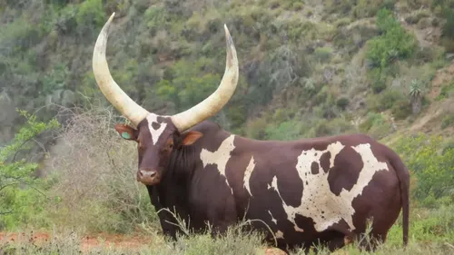 Ankole cow sets new record after selling for R6,4 million
