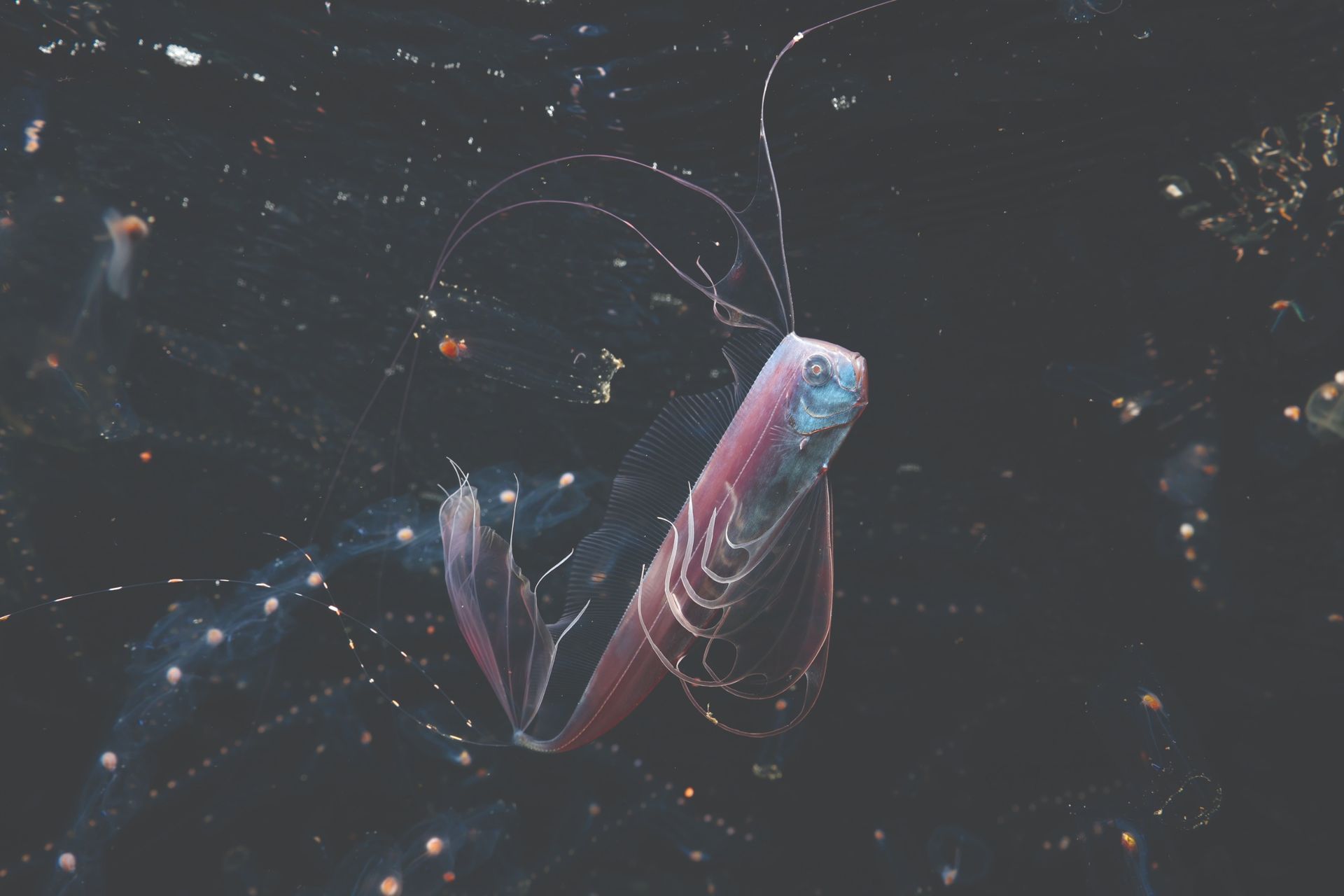 On a dark March night off the coast of Japan, a ghostly ribbonfish trailing gossamer filaments rises through a swarm of salps. Photographer Mitsuna Kawai was there to capture it – and her camera choice was inspired