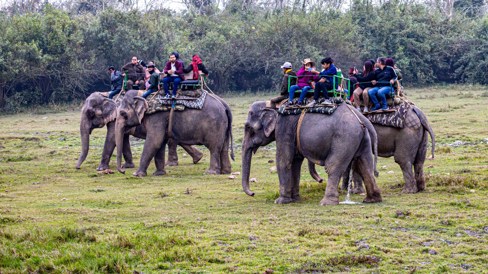 Safari season is back: What to know before visiting India’s national parks