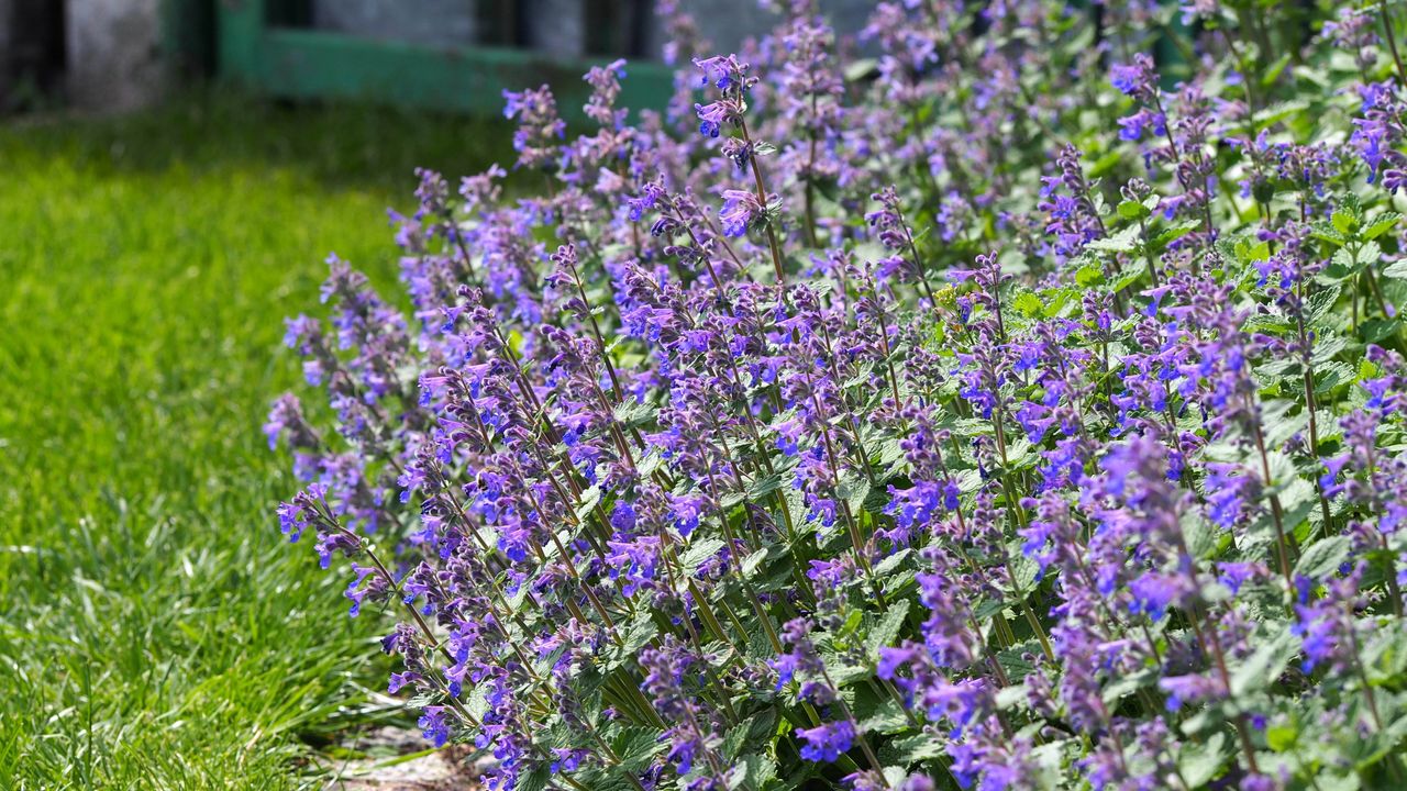 Gardeners are ditching lavender for this tougher, long-blooming shrub — and it doesn’t go woody