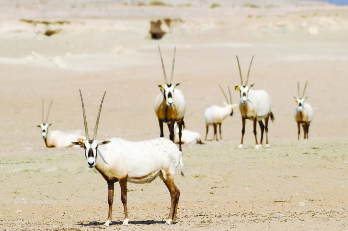 Qatar sets goal to protect 30% of land and waters by 2030