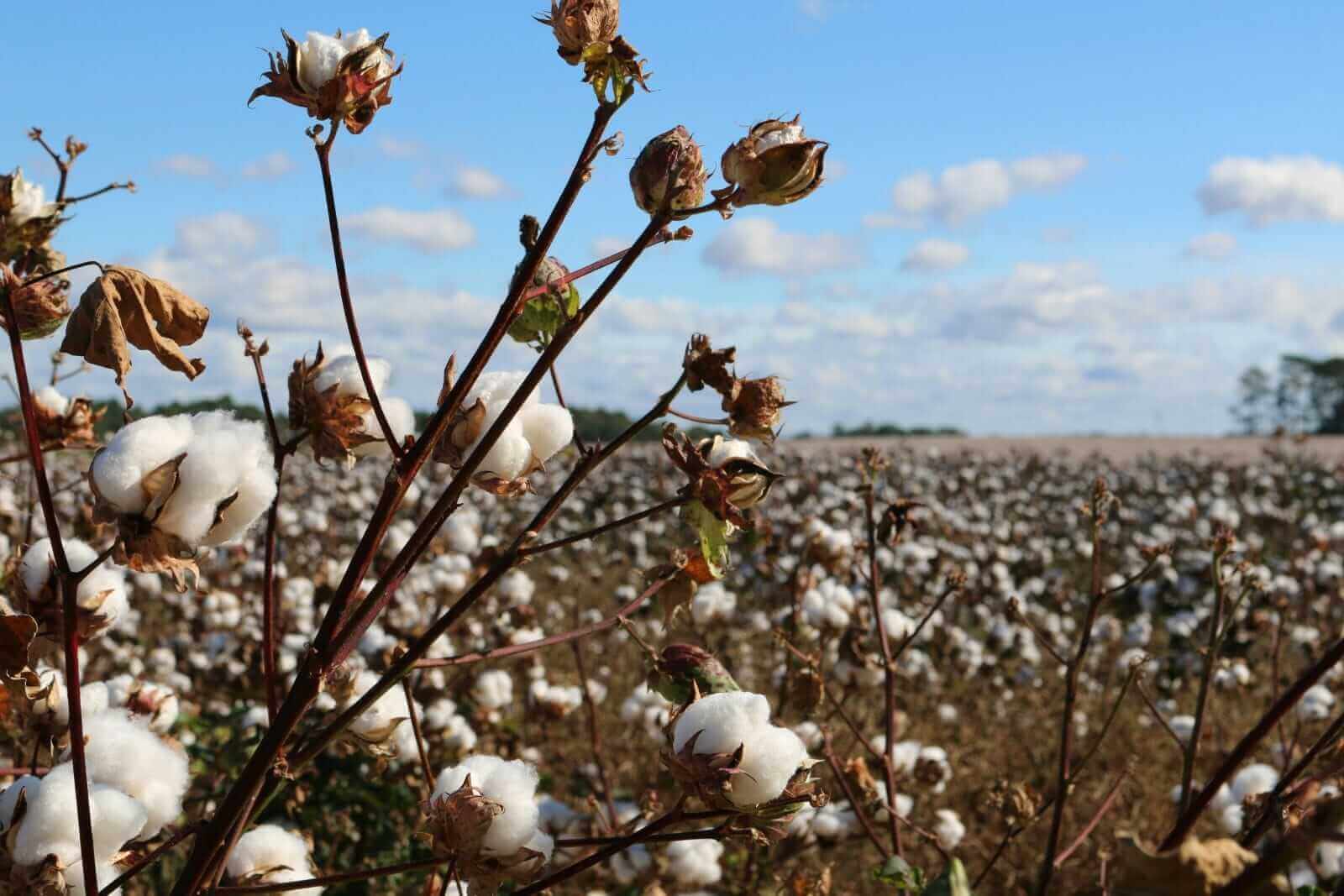 Cotton Heads into the Weekend with Strength