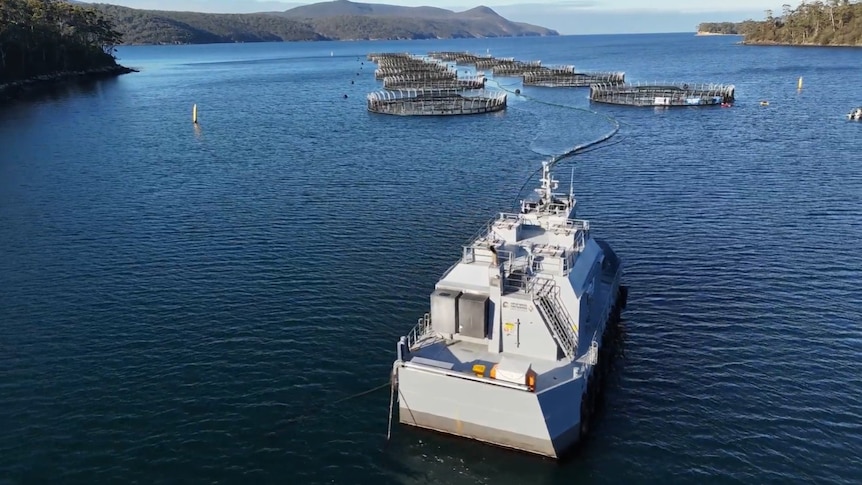 Salmon farm releasing nutrients, but EPA says it's not causing algae