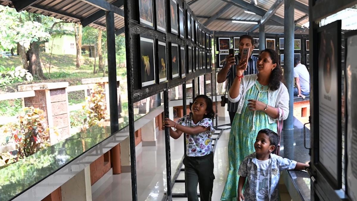 Once thought extinct, a plant becomes star of Wildlife Week at Keralam’s Parambikulam