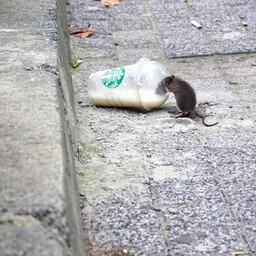 Tallinn residents increasingly encountering rats