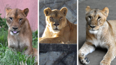 Three lions die in zoo as Japan battles extreme heat