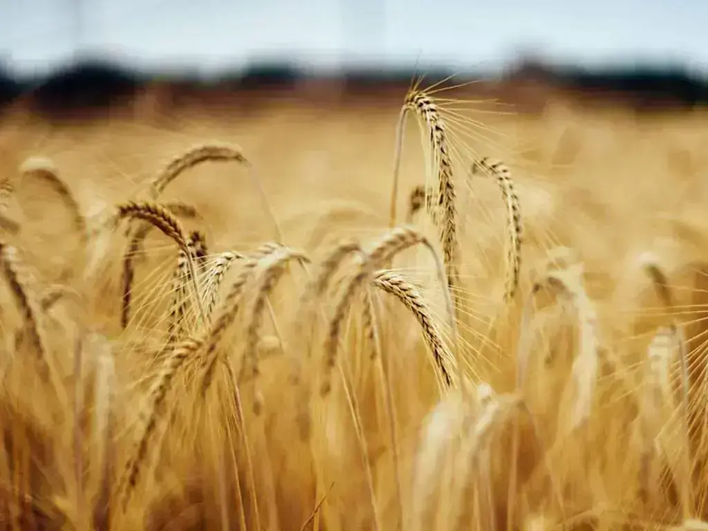 Wheat jumps on Black Sea disruptions, corn eases