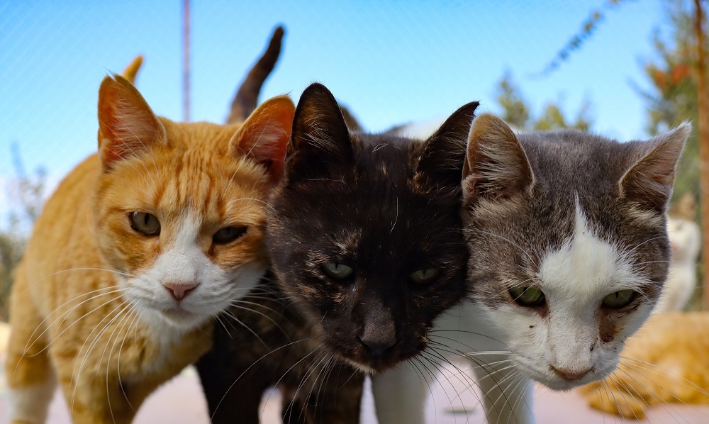Vietnam police bust cat-stealing ring accused of taking nearly 2,700 pets for slaughter