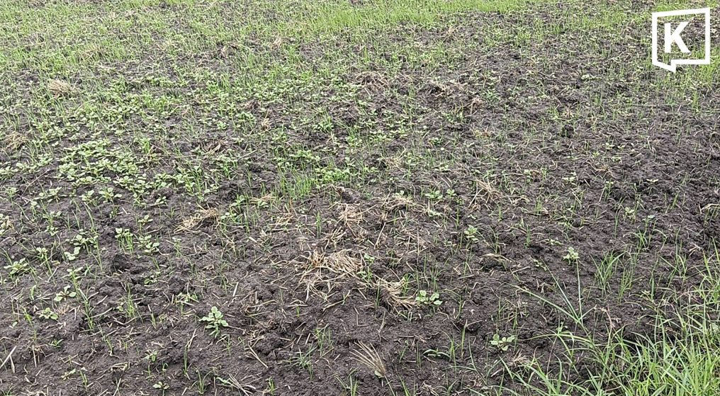 Super El Niño drought forces Korat farmers to replant rice