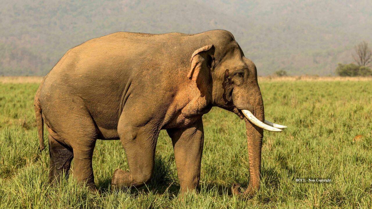 1962: Elephant Tusko given record 297mg LSD dose, dies 100 minutes later