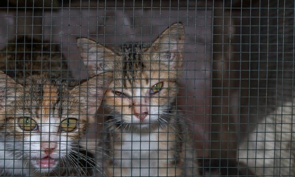 A Woman Exposed China’s Cat-Abuse Networks – and Paid a Terrible Price