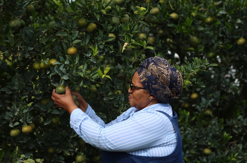 LOCAL ELECTIONS TOUR: Black woman farmer conquers citrus industry — but state stalls on land title