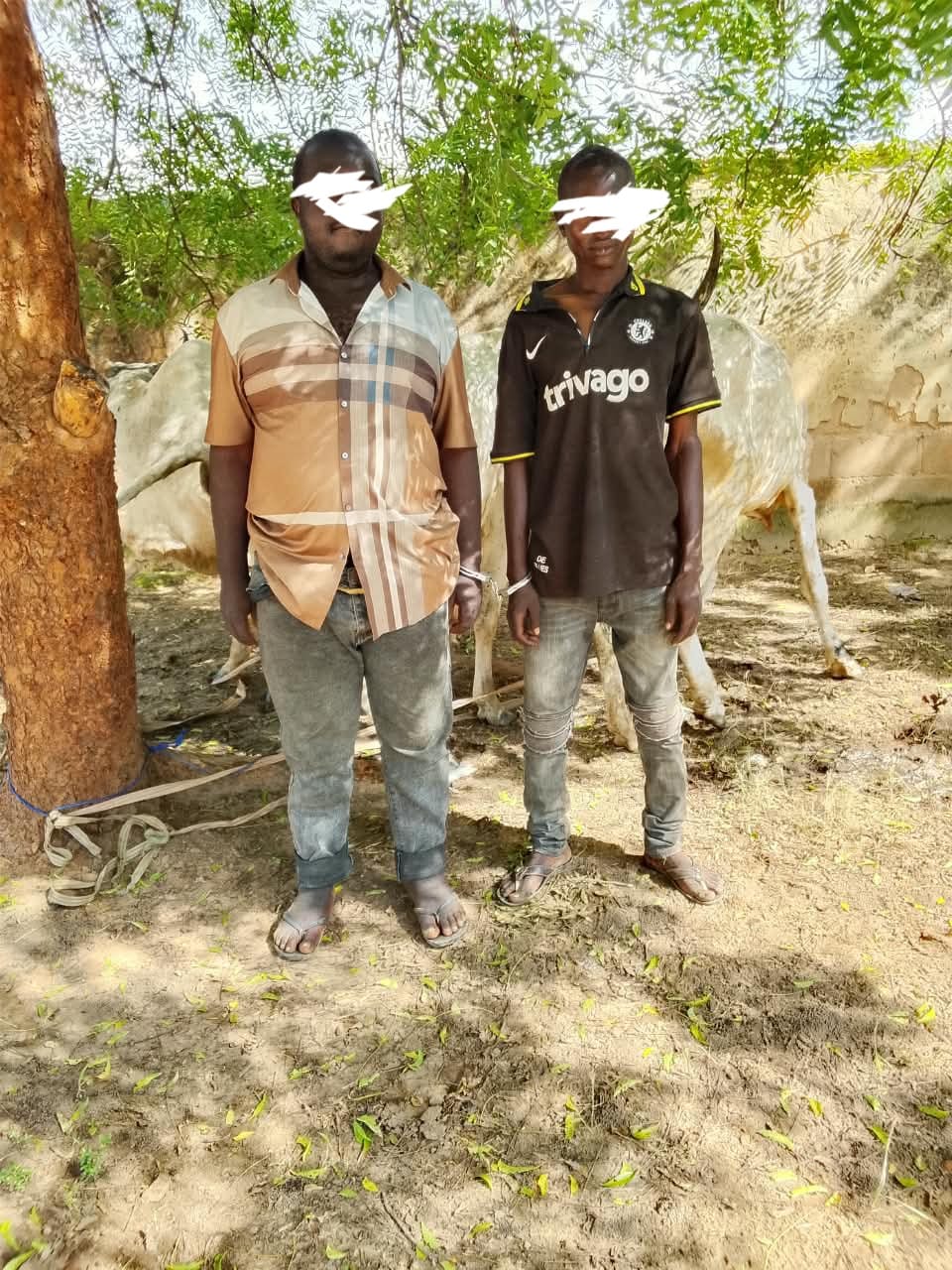 Bauchi police arrest two over alleged cattle theft, attempted bribery