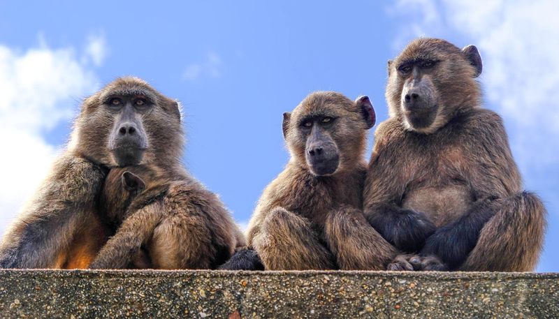 WILD LIFERS: The wicked problem of controlling baboons