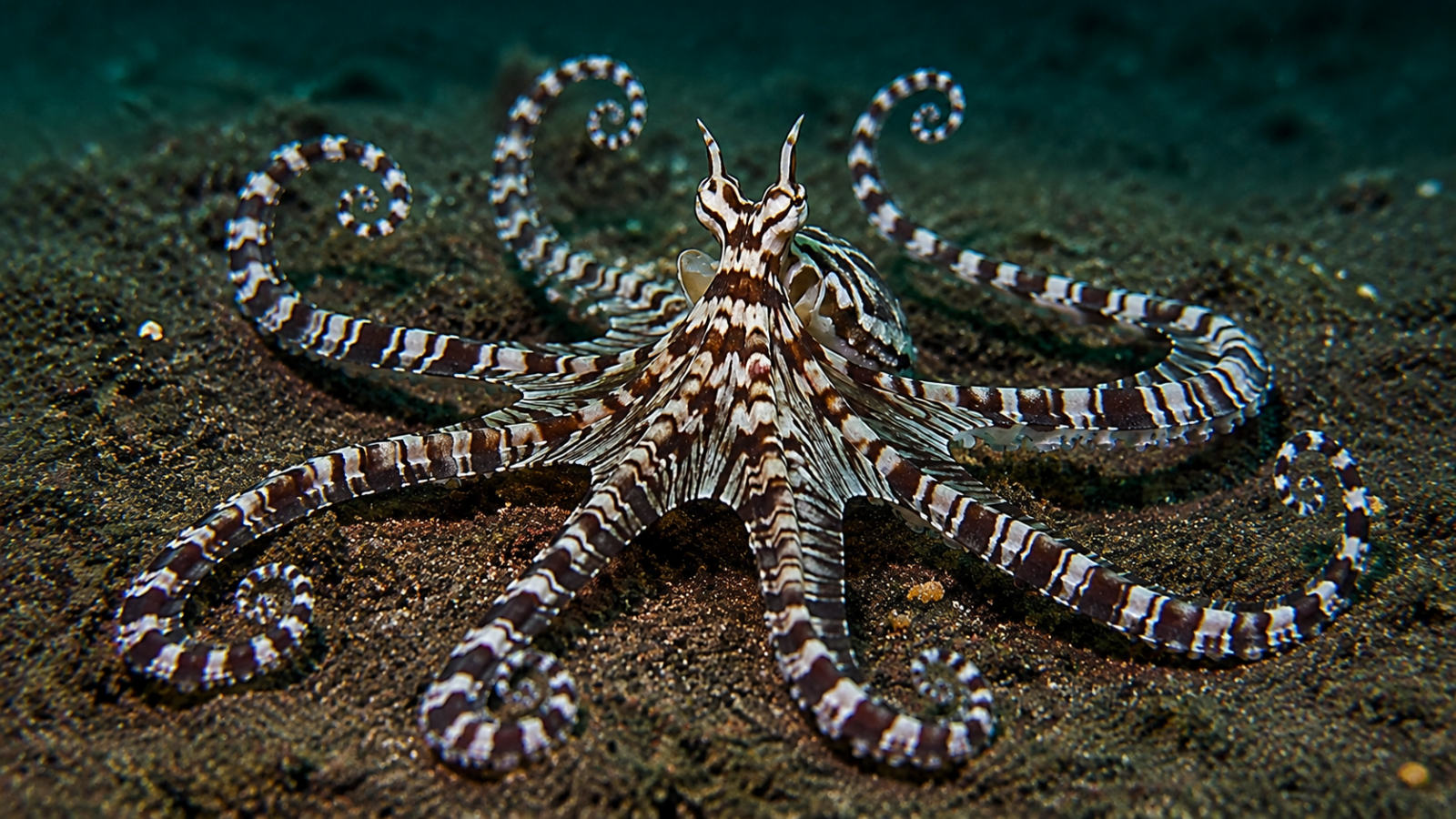 This octopus can mimic many dangerous sea creatures. Here’s how its bizarre trick works