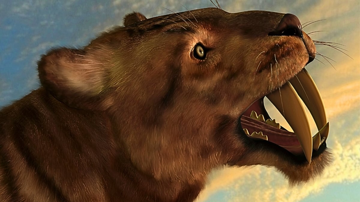 Saber-Toothed Cats Were A Diseased, Inbred Mess Before They Went Extinct, New Research Suggests