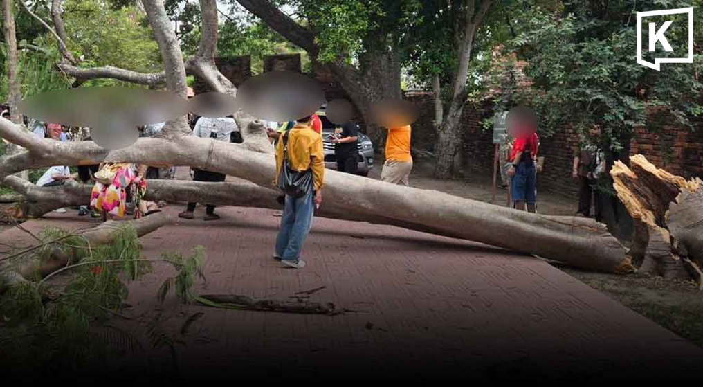Tree breaks at Ayutthaya temple, injuring four tourists