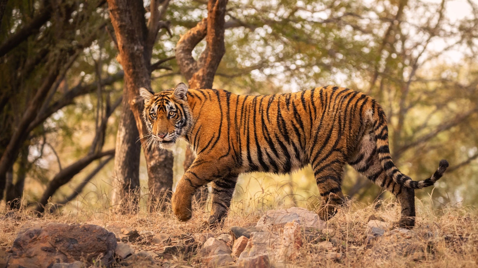‘Royal Bengal Tiger’: How the animal got its title