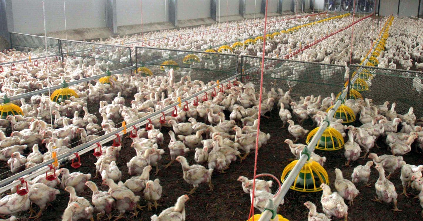 Eurovo, tre nuovi stabilimenti per coprire il boom di consumi