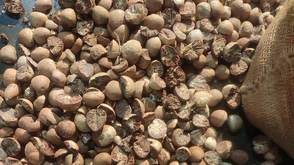 DRI Busts Areca Nut Import Network, ₹2,500 Crore Customs Duty Fraud Uncovered