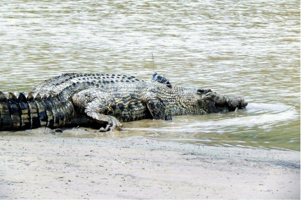 Three crocodiles, including 4.75m giant, captured in Sarawak’s Batang Igan
