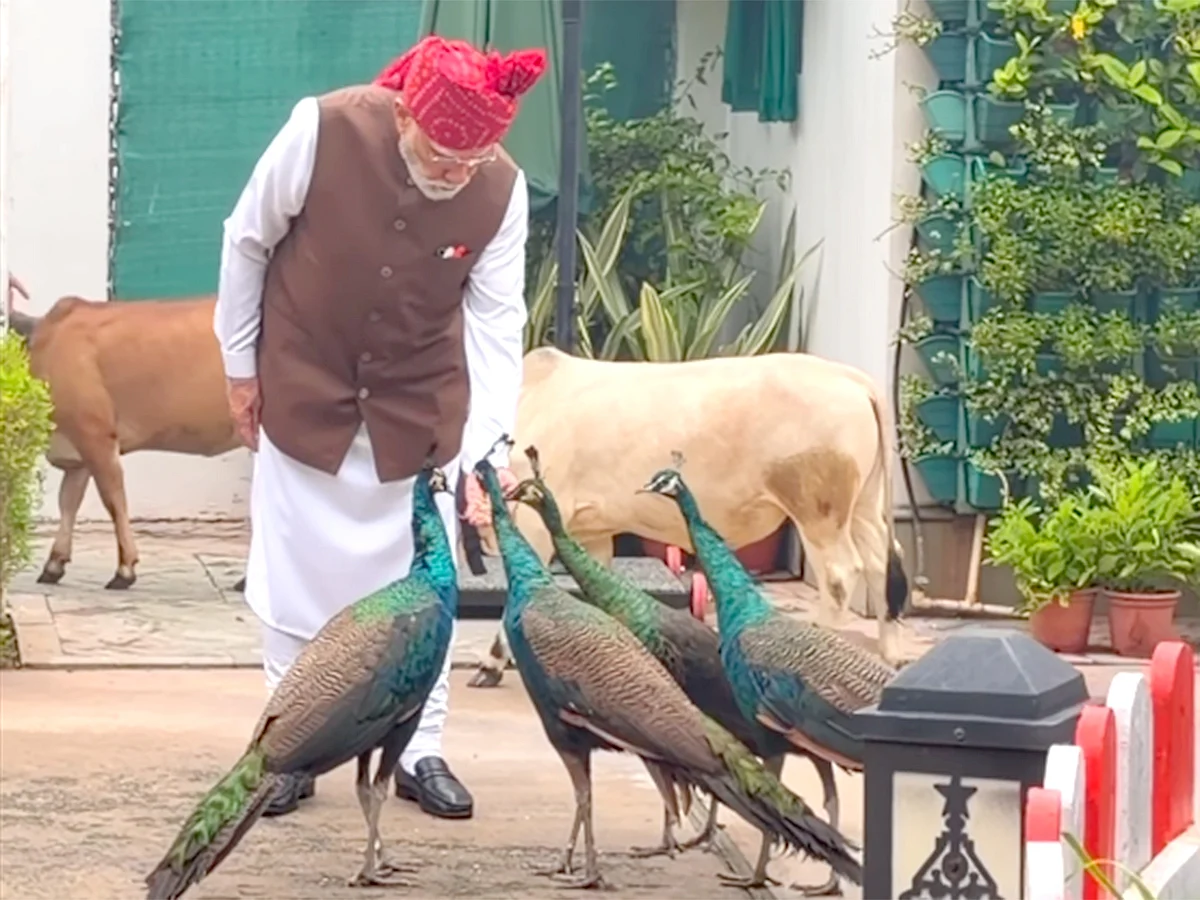 India PM Narendra Modi shares morning routine with peacocks and cows