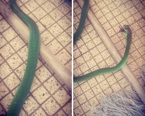 Bluff snakebite victim put at risk after Facebook users misidentify Green Mamba