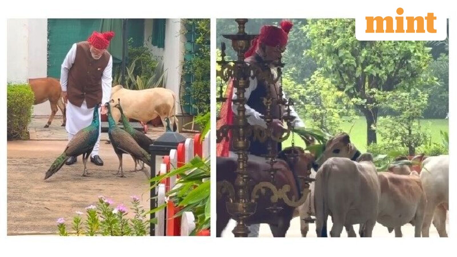 PM Modi reveals ‘special’ morning routine, feeds peacocks, cows before setting off for the day | Watch