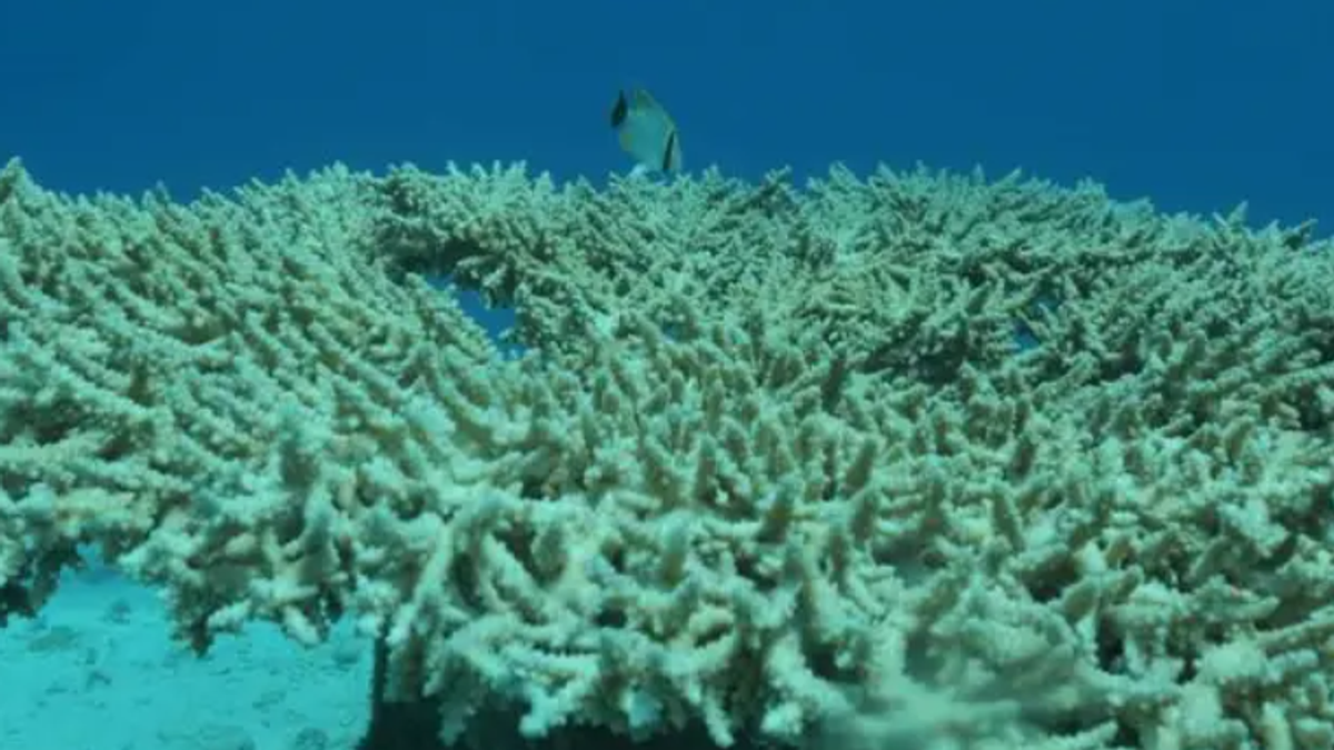 Red Sea home to over 1,200 fish species, marine biologist says