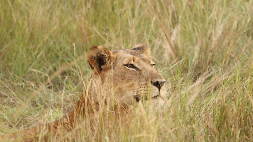 Three lions die at Japanese zoo amid extreme temperatures