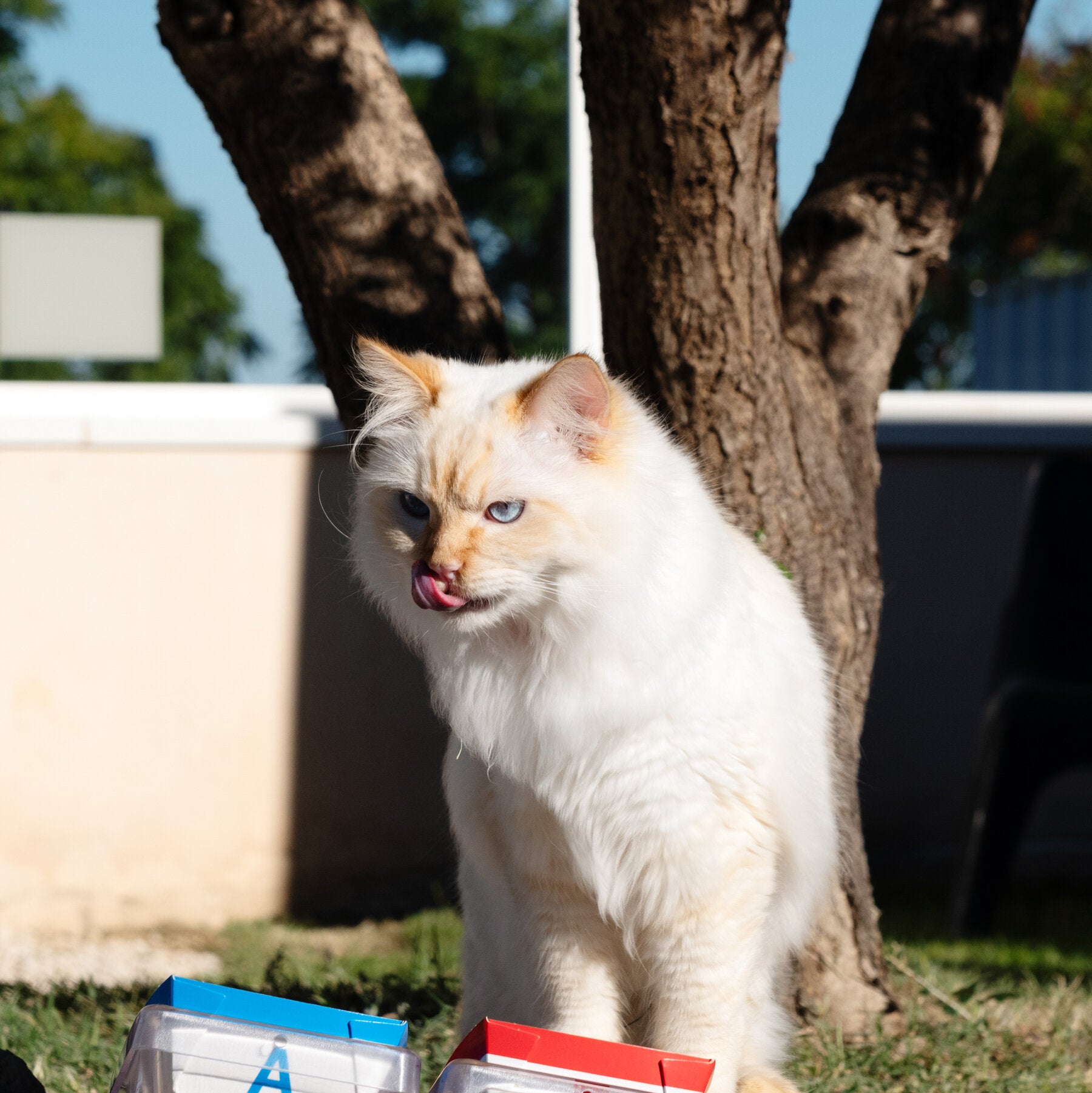 Your Finicky Cat