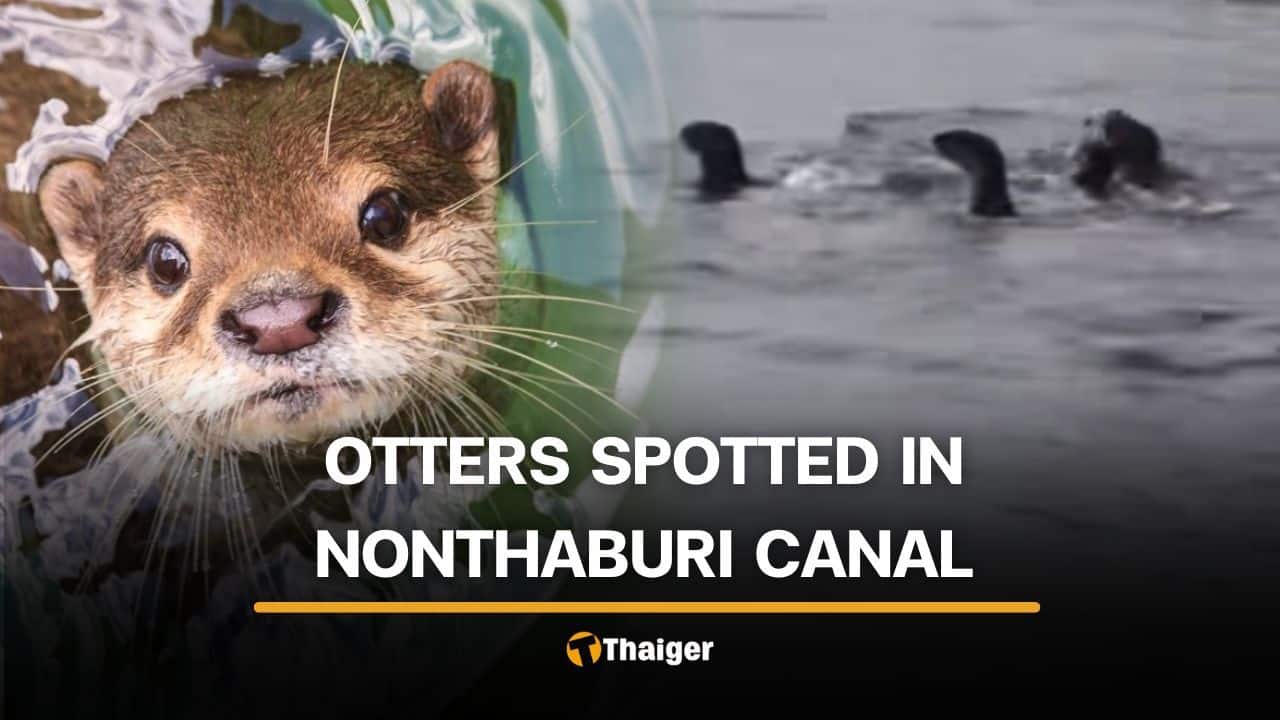 Nonthaburi residents see rare otter gathering in Bangkok Noi Canal