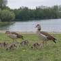 How invasive Egyptian geese exploit food sources and carry parasites
