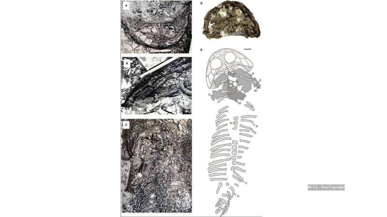 Scientists left giant Arctic fossil behind; 78 years later it set a record