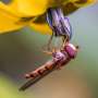 Shape-shifting sensory cells may help insects process visual information with less delay