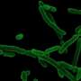 Diet alone cannot explain differences in gut bacterial communities