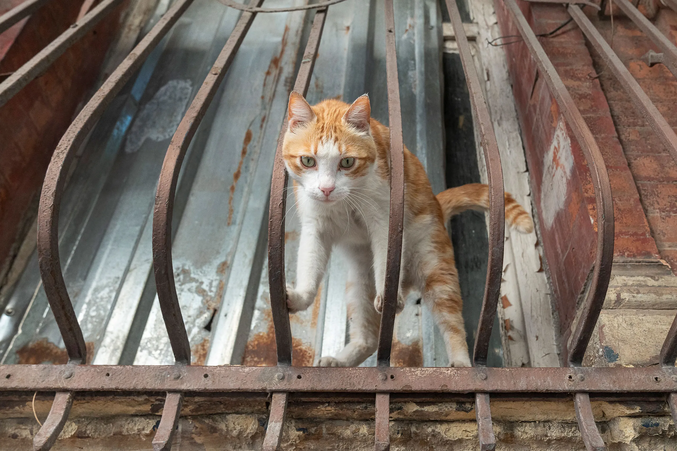 Istanbul is the cat capital of the world – stop what you are doing right now and look at these incredible pictures of city cats!