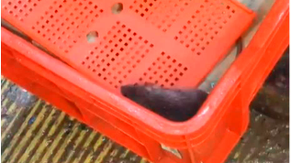 Rat in Maharashtra’s Kalyan hub prompts residents to seek FDA intervention