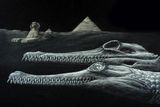 This Newly Identified Species of Extinct Crocodile is Missing the Tip of Its Nose, Just Like the Great Sphinx