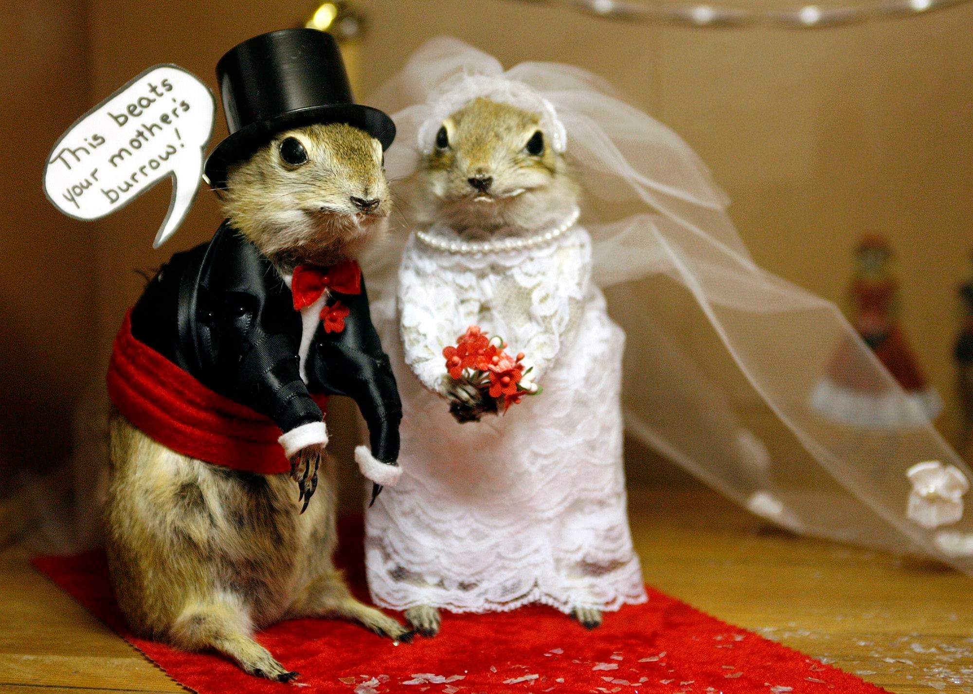 Alberta’s stuffed gopher museum closes as owners seek new burrow