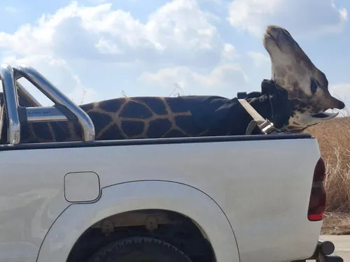 How a stuffed giraffe political stunt ignited outrage among wildlife rescuers