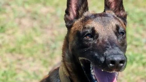 Metro police K9 unit seizes R300K in drugs during Bellville bust